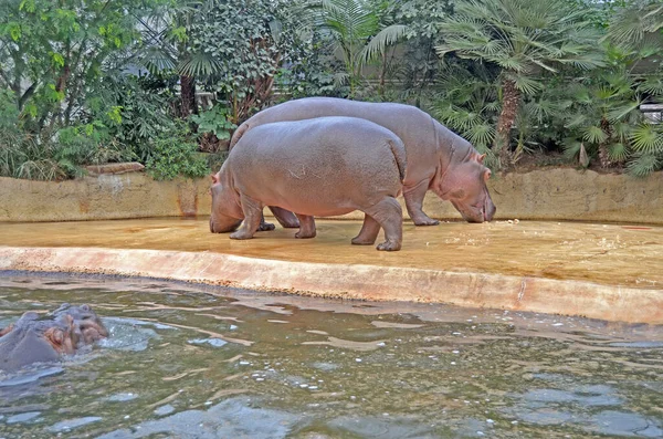 Hipopotamy Akwarium Berlińskiego Zoo Hipopopotam Rodziny Hipopotamów Hippopotamidae — Zdjęcie stockowe