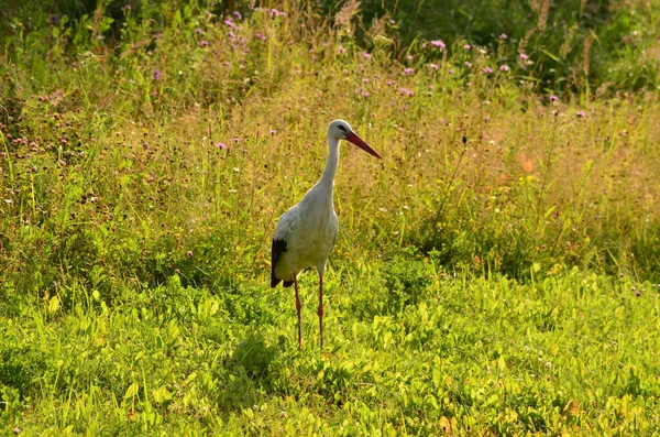 Black White Stork Close Green Background — Foto de Stock