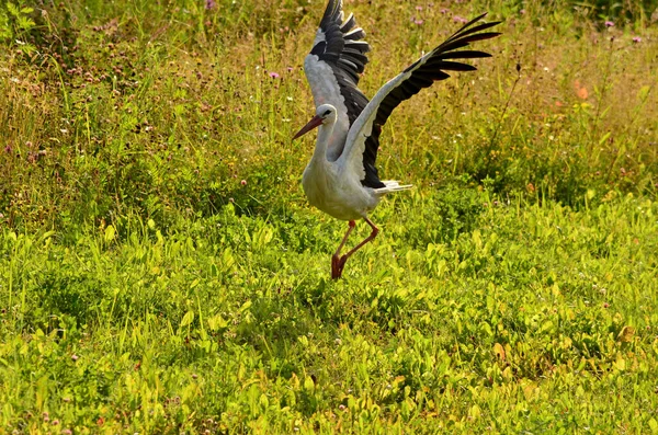 Sort Hvid Stork Tæt Grøn Baggrund - Stock-foto