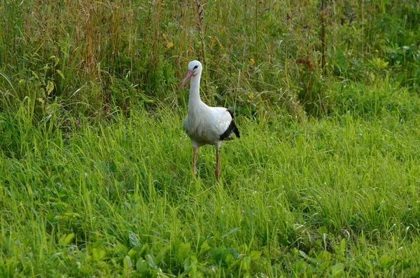 Black White Stork Close Green Background — Stok fotoğraf