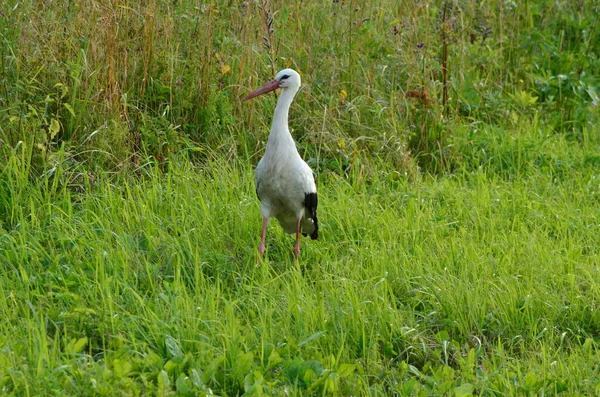 Black White Stork Close Green Background — Foto Stock