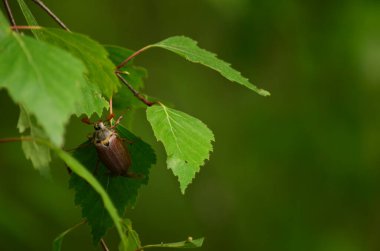 May beetle, in Latin Melolontha, close-up on green birch leaves. Blurred background 