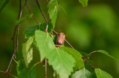 May beetle, in Latin Melolontha, close-up on green birch leaves. Blurred background 