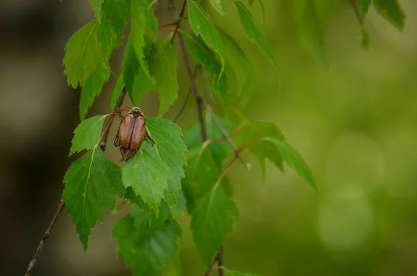 May Beetle Latin Melolontha Close Green Birch Leaves Blurred Background —  Fotos de Stock