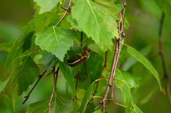 May Beetle Latin Melolontha Close Green Birch Leaves Blurred Background — Fotografia de Stock