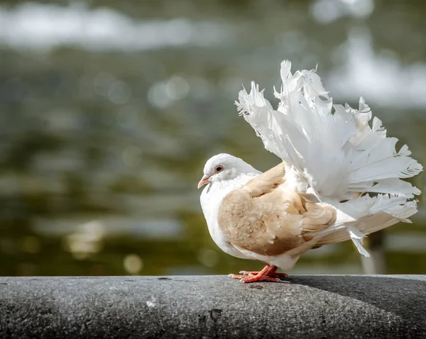 Weiße Tauben Die Weiße Taube Kümmert Sich Das Weibchen Taube Stockbild