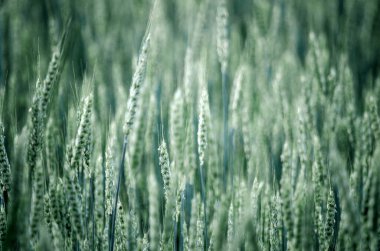 Yeşil olgun buğday tarlalarının arka planında. Seçici odak. 