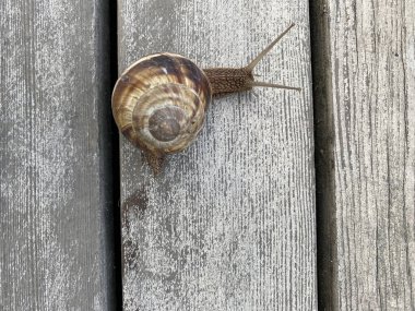 Tahta bir güvertede yenilebilir üzüm salyangozu (Helix pomatia). 