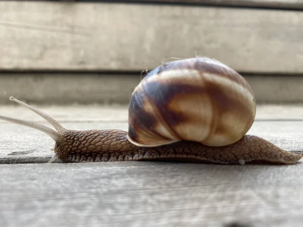 갑판에 달팽이 Helix Pomatia — 스톡 사진