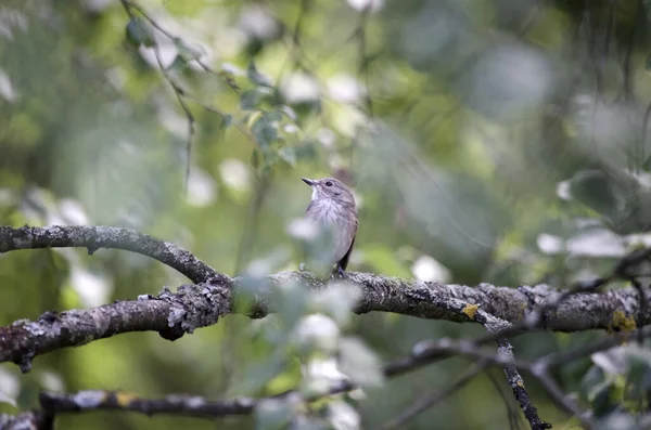 Pied Flycatcher Ficedula Hypoleuca Ramo Bétula Close Fundo Verde Aves — Fotografia de Stock