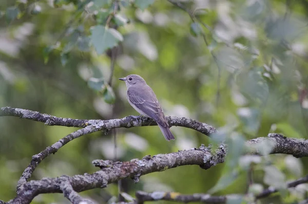 Rattenfänger Ficedula Hypoleuca Auf Einem Birkenzweig Nahaufnahme Grüner Hintergrund Singvogel — Stockfoto