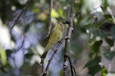 Chiffchaff, sincapgiller (Phylloscopidae) familyasından bir kuş cinsidir. Yeşil bulanık arkaplan