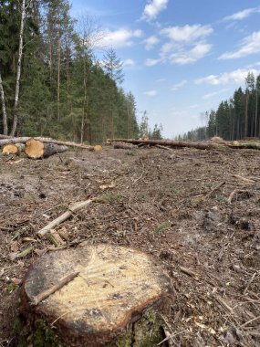 Ormanların yok edilmesi. Endüstriyel kereste hasadı. Ormanda açıklık 