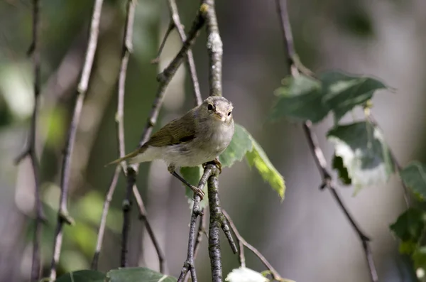 Chiffchaff Género Ave Família Phylloscopidae Verde Desfocado Fundo — Fotografia de Stock