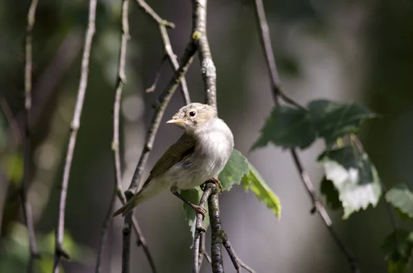 Chiffchaff Siffchaff Phylloscopidae Családba Tartozó Kis Rovarevő Madarak Nemzetsége Zöld — Stock Fotó