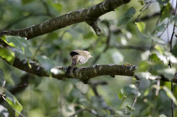 Chiffchaff Género Ave Família Phylloscopidae Verde Desfocado Fundo — Fotografia de Stock