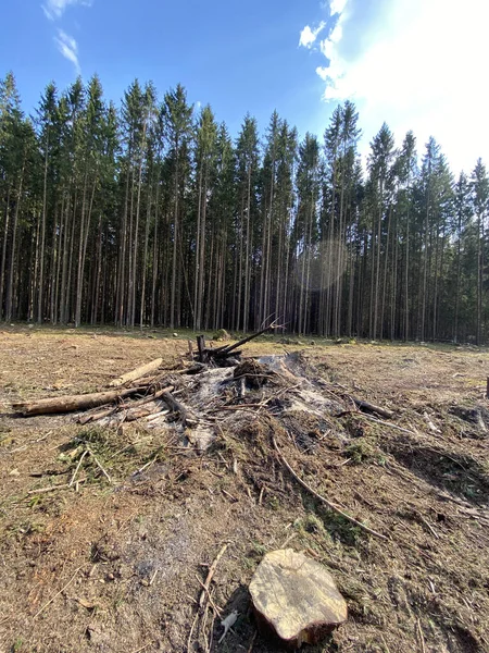 Wylesianie Przemysł Drzewny Odprawa Lesie — Zdjęcie stockowe