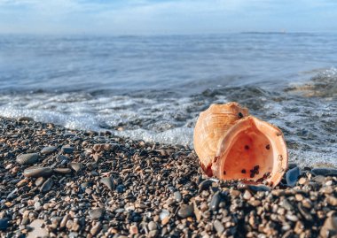Deniz kabukları kapanıyor. Çakıl taşlı deniz kıyısında güzel bir deniz kabuğu. Kumsalda deniz kabukları, seçici bir odak noktası. Sahil arkaplanı