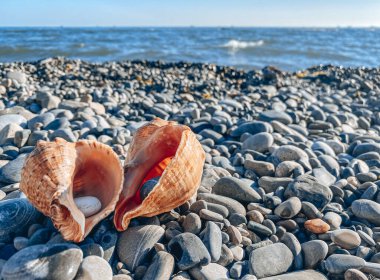 Deniz kabukları kapanıyor. Çakıl taşlı deniz kıyısında güzel bir deniz kabuğu. Kumsalda deniz kabukları, seçici bir odak noktası. Sahil arkaplanı