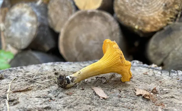 Cogumelo Chanterelle Cantharellus Cibarius Toco Madeira Cogumelo Chanterelle Perto — Fotografia de Stock