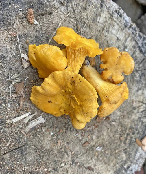 Tahta Bir Kütük Üzerinde Chanterelle Mantarı Cantharellus Cibarius Chanterelle Mantarı — Stok fotoğraf