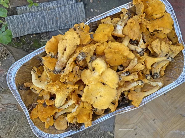 Houby Cantharellus Cibarius Dřevěném Pařezu Houby Chanterelle Zblízka — Stock fotografie