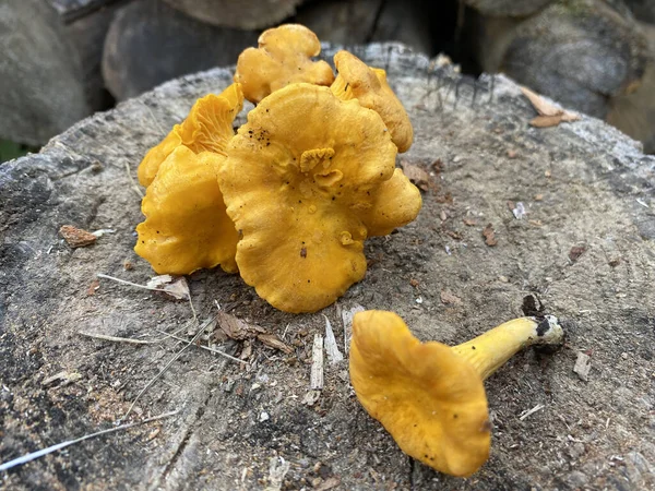 Champiñón Chanterelle Cantharellus Cibarius Sobre Tocón Madera Champiñón Chanterelle Cerca — Foto de Stock