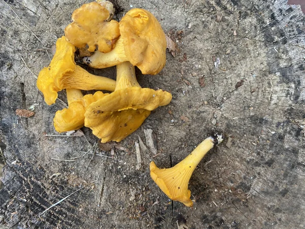 Chanterelle Gomba Cantharellus Cibarius Fatönkön Chanterelle Gomba Közelről — Stock Fotó