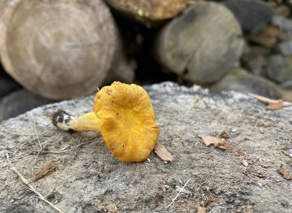 Tahta Bir Kütük Üzerinde Chanterelle Mantarı Cantharellus Cibarius Chanterelle Mantarı — Stok fotoğraf