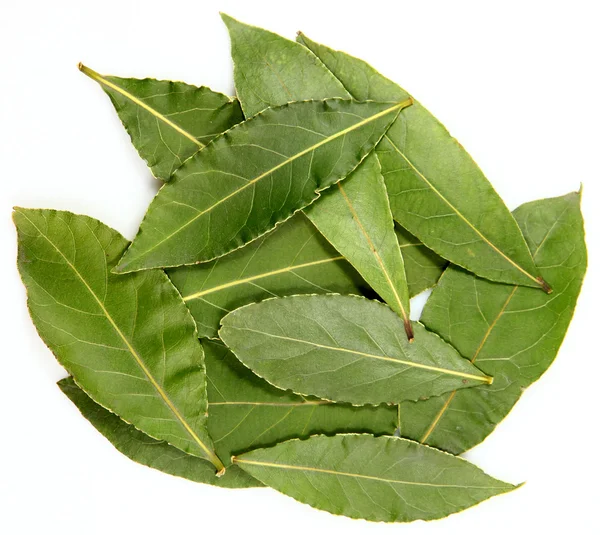 베이 잎 또는 흰색 배경에 월계수 잎 — 스톡 사진