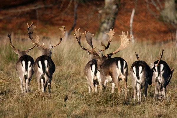 Alageyik sonbahar ormanda