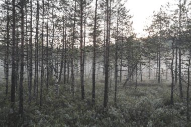 Ormandaki çam ağaçları güzel renklerde.