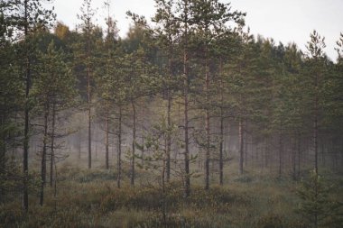 Sabah çam ormanının ormanında