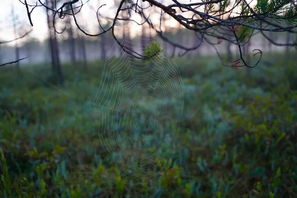 Teia de aranha de manhã — Fotografia de Stock