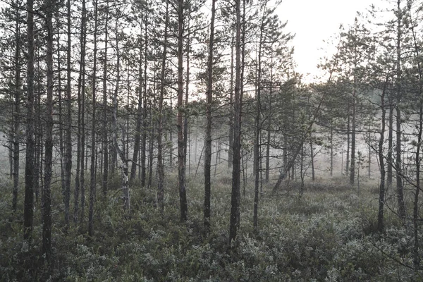 Ormandaki çam ağaçları güzel renklerde.