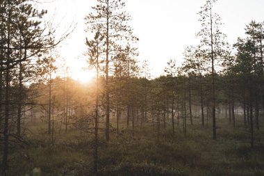 Ormanda sisli bir sabah Parlak gündoğumuyla