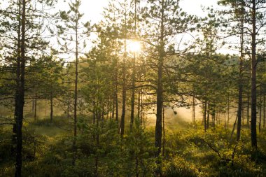 Ormanda aydınlık bir sabah