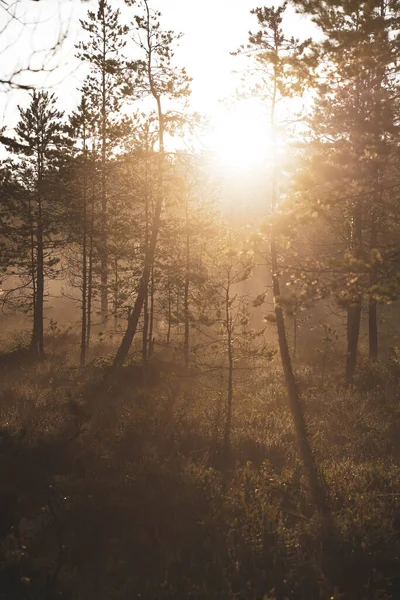 Matin dans la forêt de pins avec des rayons de soleil brillants Photo De Stock