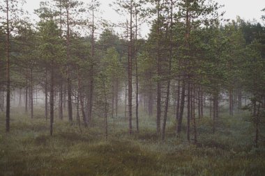 Sabah ormanında sisli sıcak renklerde