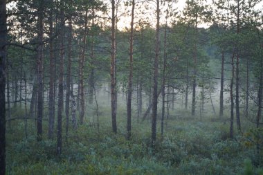 Sabahları çam ormanında ağaçlar