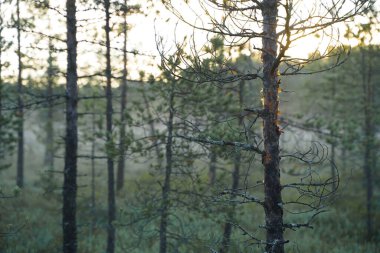 Ormandaki ağaçlar güneş ışınlarıyla