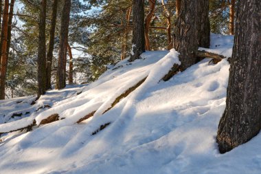 Karda kökleri olan kış ormanı