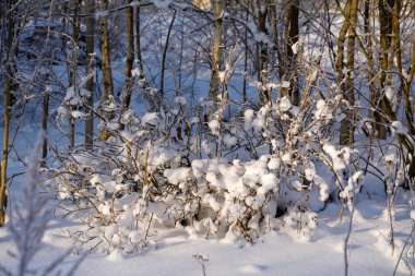 Karda ormanın kış dalı