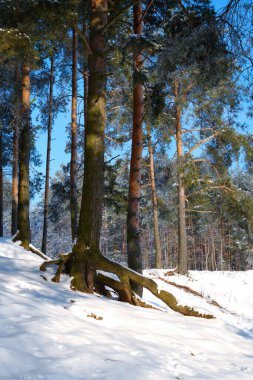 Mavi gökyüzü olan bir günde, kardaki kış ormanı.