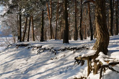 Karda kök salmış kış ormanı