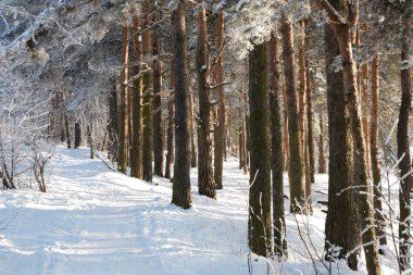 Kışın güzel karlı ormanı bir günde