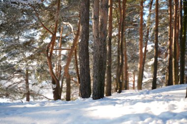 Kar manzarasında gün ışığı ormanı