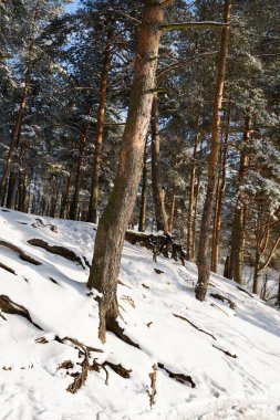 Kışın güneşli ormanın güzel manzarası