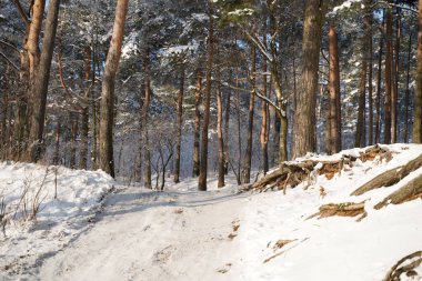Orman kışın araba yollarıyla