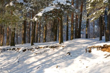 Karda çam ağaçları